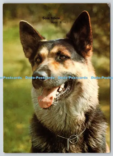 L364136 Berger d Elsass Deutcher Schafer Deriaz Baulmes