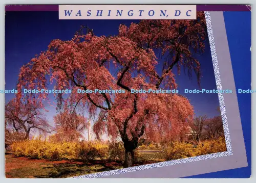 L364143 Washington D C Feder entfaltet sich in der Nähe des Washington Monuments und Jefferson