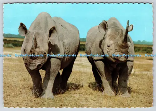 L364403 Rhinoceros Elite 1969