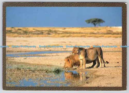 L364409 Morgentrink Löwen trinken an einem Wasserloch auf der Etosha Pfanne Claudia du