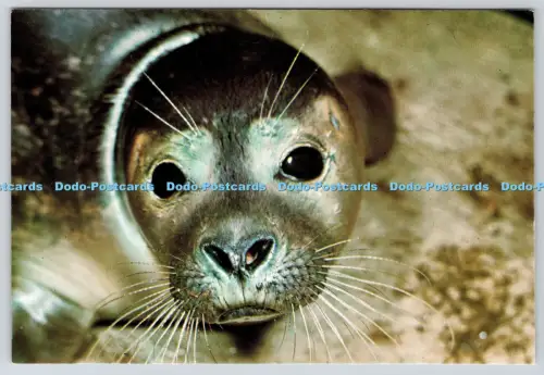 L364536 Säugetiere Common Seal British Museum Natural History London Geoffrey Kinns