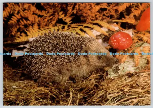 L364537 Igel World Wildlife Fund Jarrold