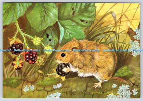 L364538 Bank Wühlmaus und Brombeeren James Aynsley The Medici Society London