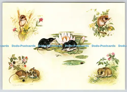 L364539 Britische Mäuse Helen Babington Harvest Mouse The Medici Society London