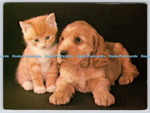 L364540 Zwei Freunde Katze und Hund Athena International