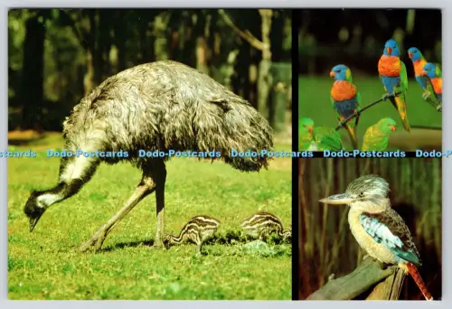 L364722 Australische Vögel Emu mit Küken Kookaburra Australian Picture Library M