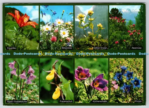 L364750 Bunte Welt der Alpenblumen Bergwiese Schoning Gebr Schmidt Multi View