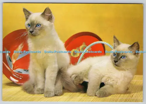 L364766 Cats J Salmon Sevenoaks Kent