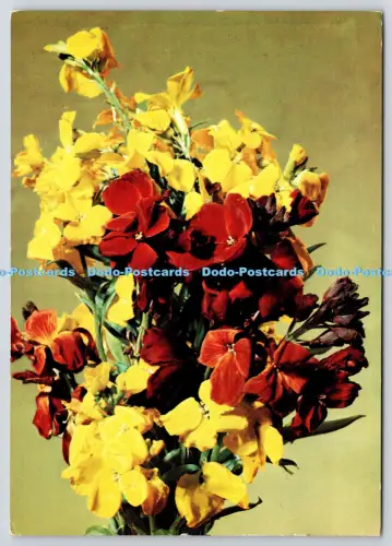 L364852 Wallflower J Arthur Dixon