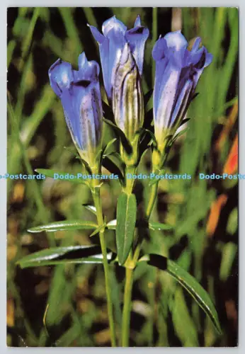 L364908 Marsh Gentiana Society for the Promotion of nature Reserves Balding Mans
