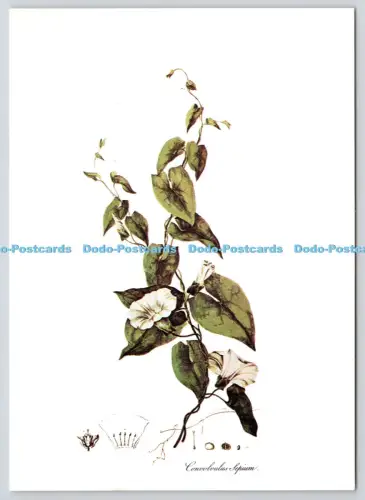 L364919 Bellbine aus Flora Londinensis William Curtis Horniman Museum und Waage