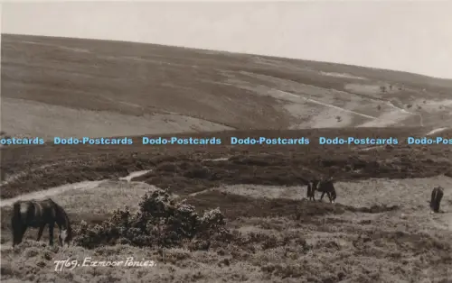 R048629 Exmoor Ponys Sweetman Sunshine Nr 7769 RP