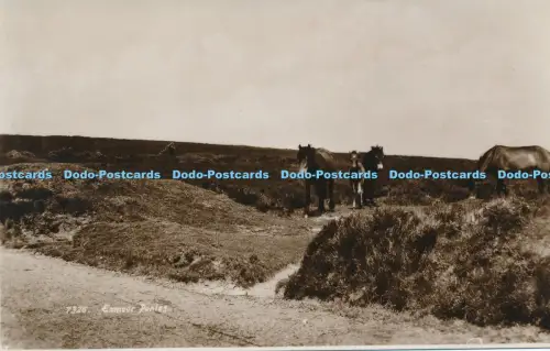 R048630 Exmoor Ponys Sweetman Sunshine Nr 7326 RP
