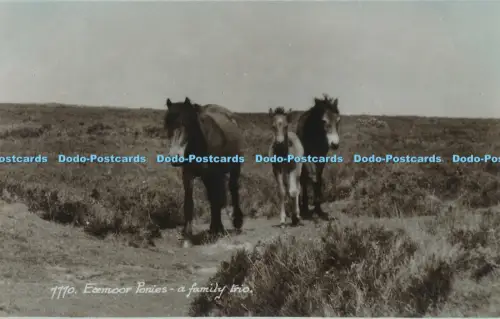 R048631 Exmoor Ponys ein Familientrio Sweetman Sunshine RP
