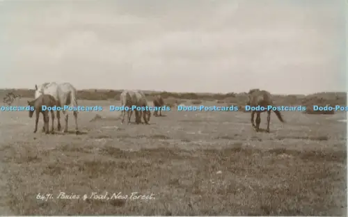 R048633 Ponys und Fohlen New Forest Judges Ltd Nr 6471
