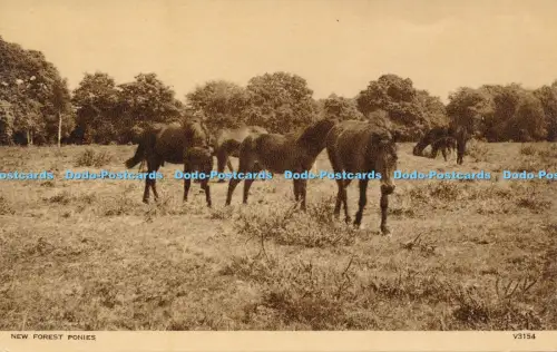 R048636 New Forest Ponys Photochrom Nr. V3154