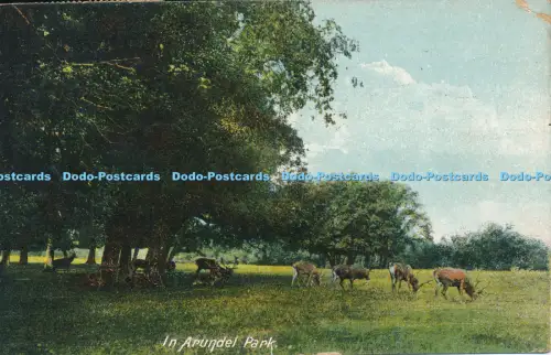 R048928 In Arundel Park 1916