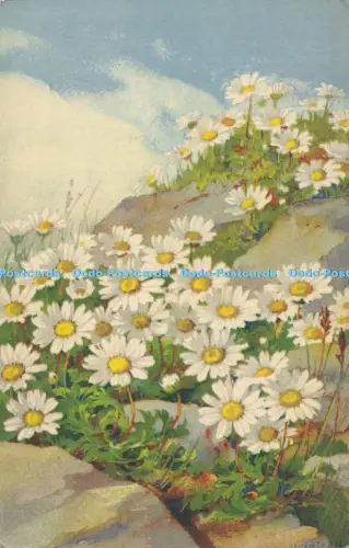 R049169 Gänseblümchen 1961