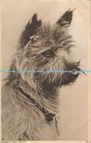 R049225 Where is that Cat A Dog Photochrom 1948