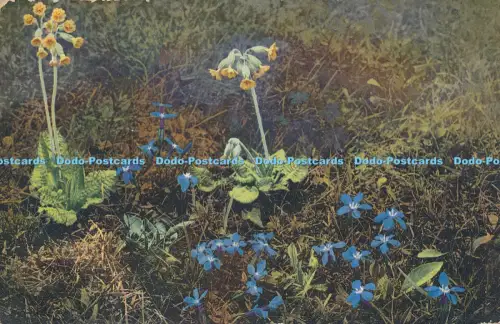 R049470 Primula Officinalis Gentiana Verna Photochromie 1913
