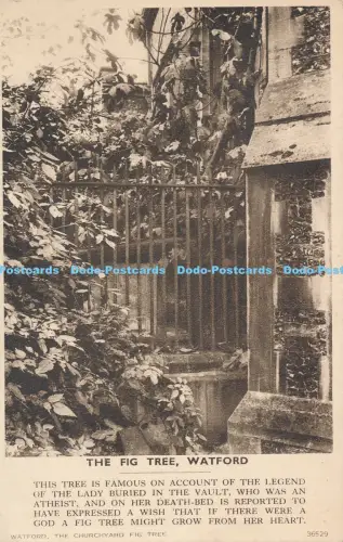 R050998 The Fig Tree Watford Photochrom