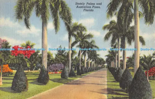 R051311 Stattliche Palmen und australische Kiefern Florida G W Romer