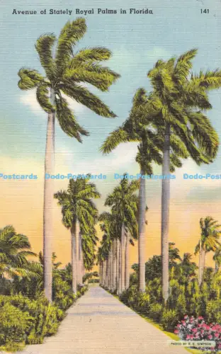 R051335 Avenue of Stately Royal Palms in Florida Tichnor Bros