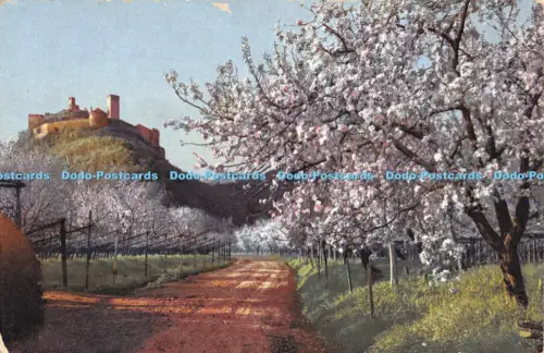 R054625 Obstblute in Tirol Photochromie