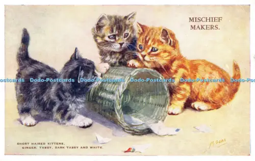 R055606 Mischief Kurzhaarige Kätzchen Ginger Tabby Dark Tabby und Weiß