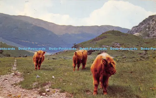 R055612 Highland Cattle 1966