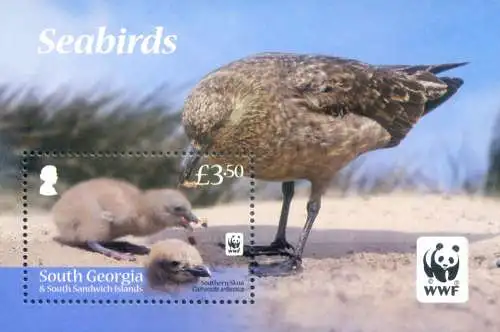 Südgeorgien. Fauna. Vögel 2012.