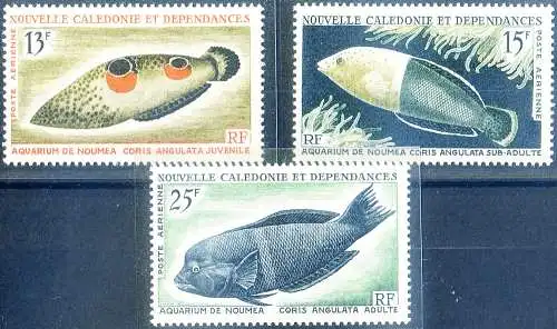 Fauna. Fische 1965.