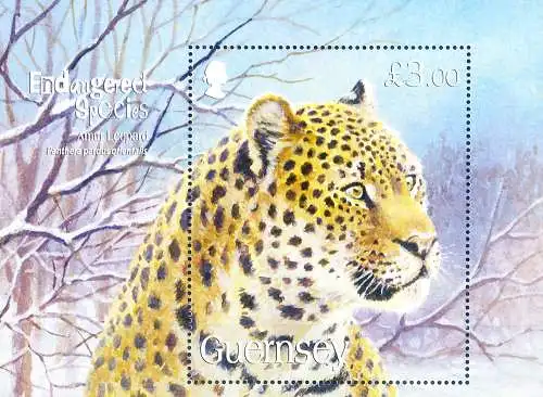 Fauna. Leopard der Mandschurei 2009.