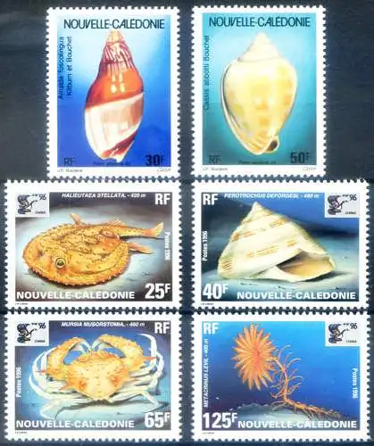 Meeresflora und -fauna 1992-1996.