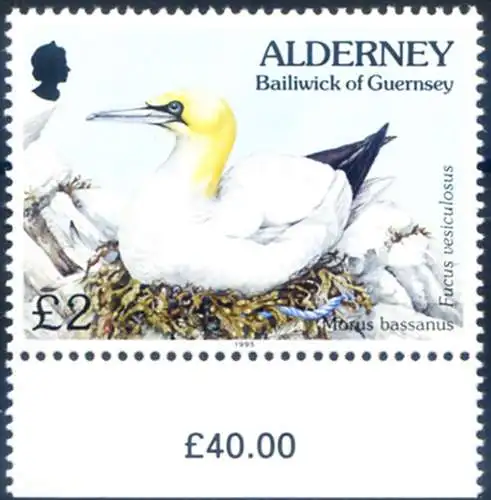 Alderney. Definitiv. Vögel 1995.