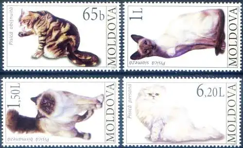 Fauna. Katzen 2007.