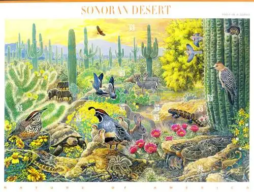 Sonora Wüste 1999.