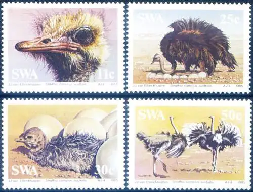 Fauna. Struzzi 1985.