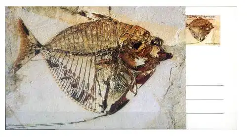 Fauna. Fisch 1996. 2 ganze Postkarten.