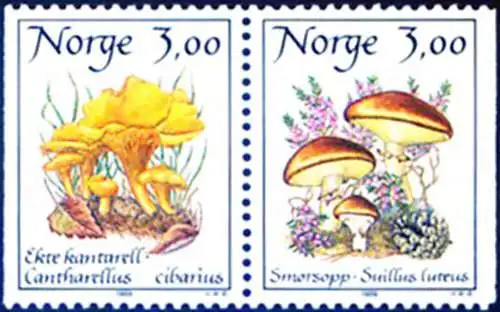 Flora. Pilze 1989.