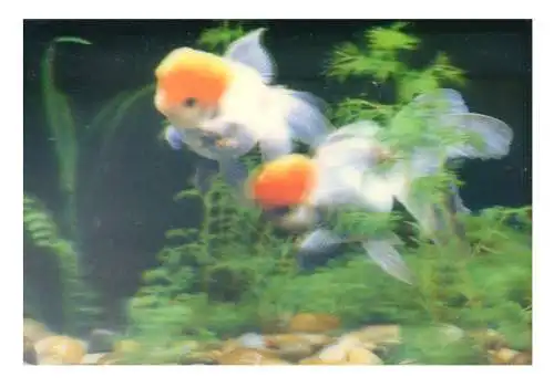 Korea. Fauna. Fische. Postkarte mit Hologrammbild 1994.