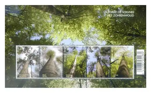 Belgien. Foresta di Soignes 2009.