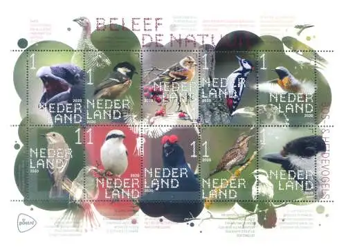 Holland. Fauna. Waldvögel 2020. Bogen.