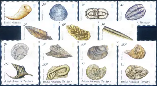 Definitiv. Muscheln 1990.