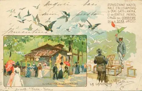 1900 Die Einführung der reisenden Tauben - farbige Postkarte