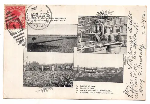 Kuba - Palme und Rohrzucker