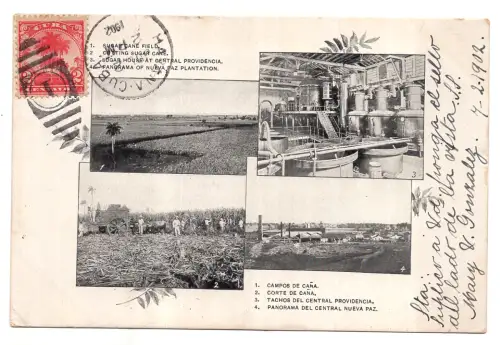 Kuba - Palme und Rohrzucker