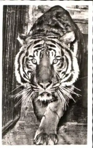 Köln v.1958 Zoo Köln-TIGER (17125)