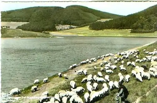 Meschede v.1958 Hennesee & Schafsherde (20227)