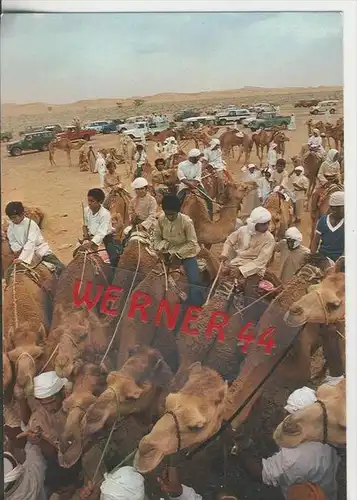Jordanien v. 1978   Camel Race---  siehe Foto !!   (29148)